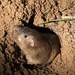 Attwater's Pocket Gopher - Photo (c) birdladymilam, some rights reserved (CC BY-NC)