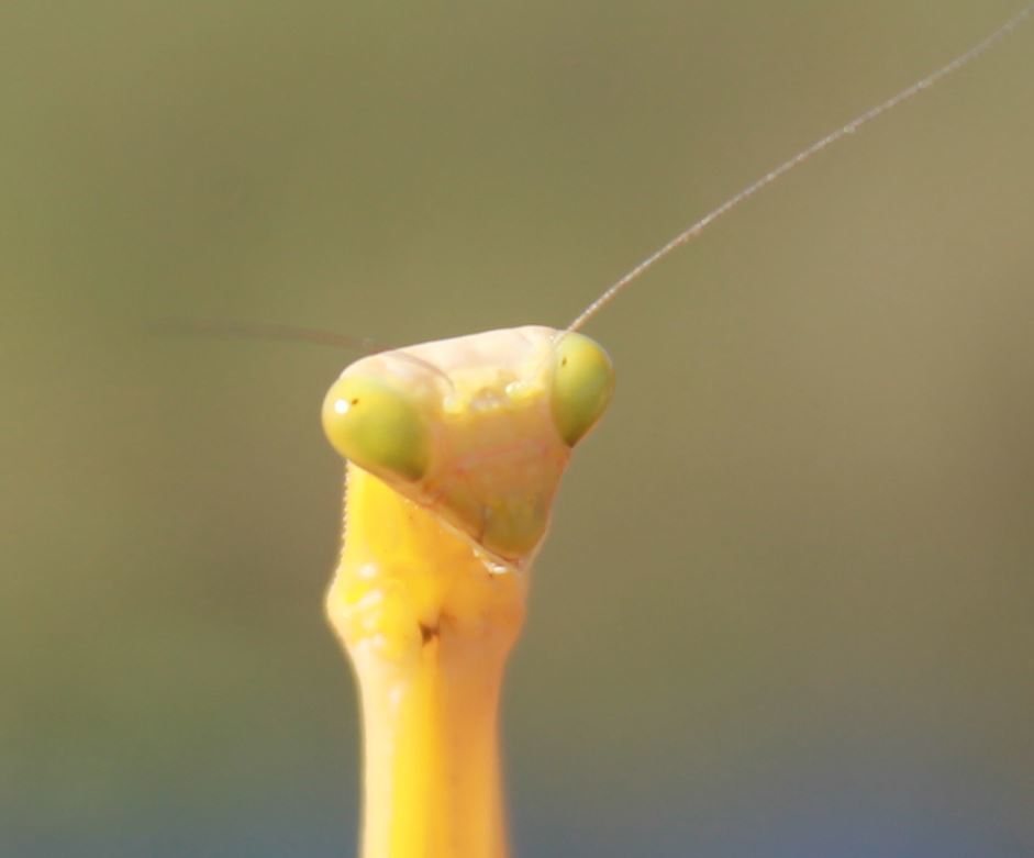 Longicorpus