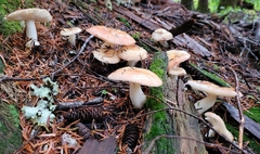 Russula bicolor