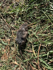 Sorex arcticus