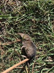 Sorex arcticus