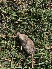 Sorex arcticus
