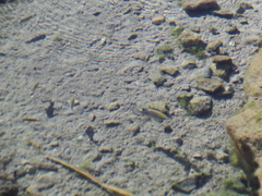 Cyprinodon nevadensis mionectes