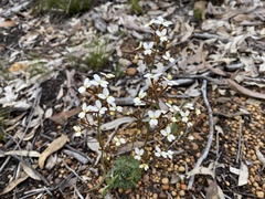 Stylidium ciliatum