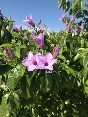 Cryptostegia grandiflora