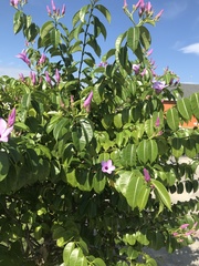 Cryptostegia grandiflora
