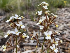Stylidium ciliatum