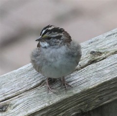 Zonotrichia albicollis