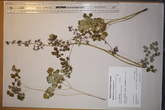 Thalictrum confine