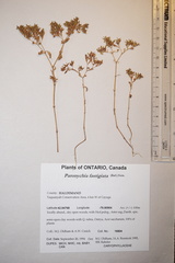 Paronychia fastigiata