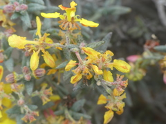 Dinemandra ericoides