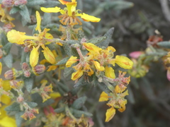 Dinemandra ericoides