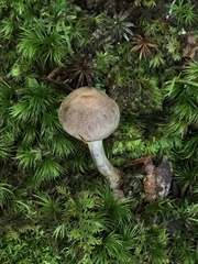 Cortinarius anocorium