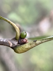 Andricus mamillaformis