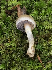 Cortinarius anocorium