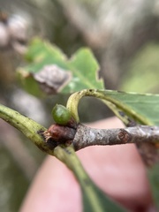 Andricus mamillaformis