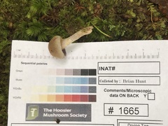 Cortinarius anocorium