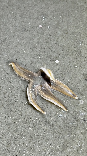Gray Sea Star photographed in Georgia