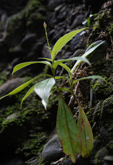 Tricyrtis lasiocarpa