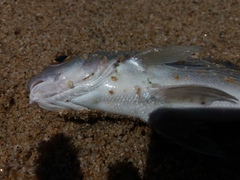 Umbrina