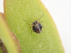Acizzia acaciae