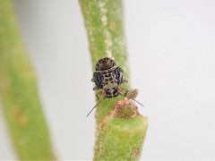 Acizzia acaciae