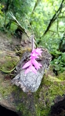 Isochilus unilateralis