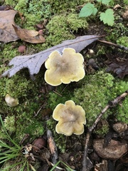 Tricholoma subaureum