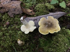 Tricholoma subaureum