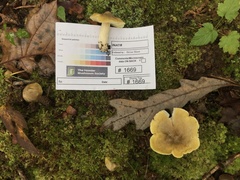 Tricholoma subaureum