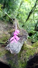 Isochilus unilateralis