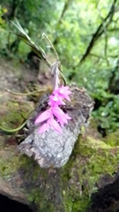 Isochilus unilateralis