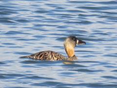 White-Backed Duck photo 4
