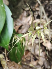 Pleurothallis phalangifera