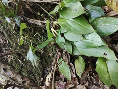Pleurothallis phalangifera