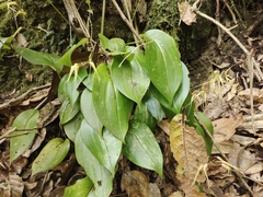 Pleurothallis phalangifera