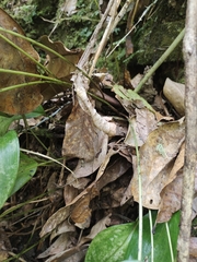 Pleurothallis phalangifera