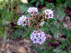 Phacelia artemisioides
