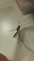 Ophion obscuratus