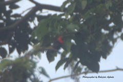 Malimbus ibadanensis