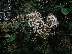 Ageratina ligustrina