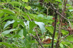Arisaema tortuosum