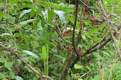 Arisaema tortuosum