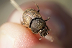 Onthophagus coenobita