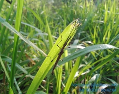 Tithonophasma cancellatum