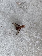 Diacrita