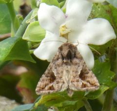 Ctenoplusia accentifera