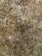 Aristida tuberculosa