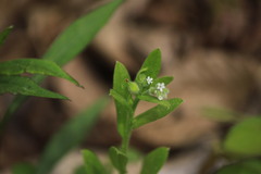 Myosotis macrosperma