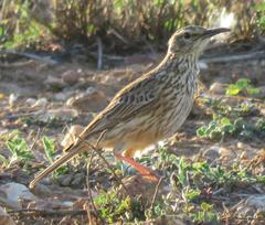 Certhilauda curvirostris brevirostris
